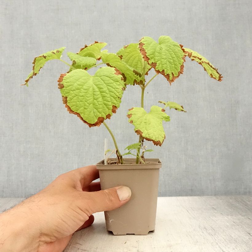 Exemplar von Lamium orvala Album - Großblütige Taubnessel Kleine Töpfe von 8/9 cm wie im Sommer geliefert