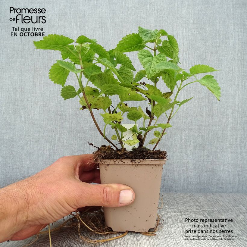 Exemplar von Lamium orvala - Großblütige Taubnessel Kleine Töpfe von 8/9 cm wie im Herbst geliefert