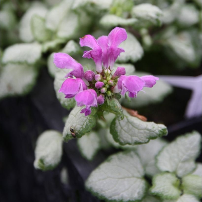 Lamium maculatum Red Nancy - Gefleckte Taubnessel (Blüte)
