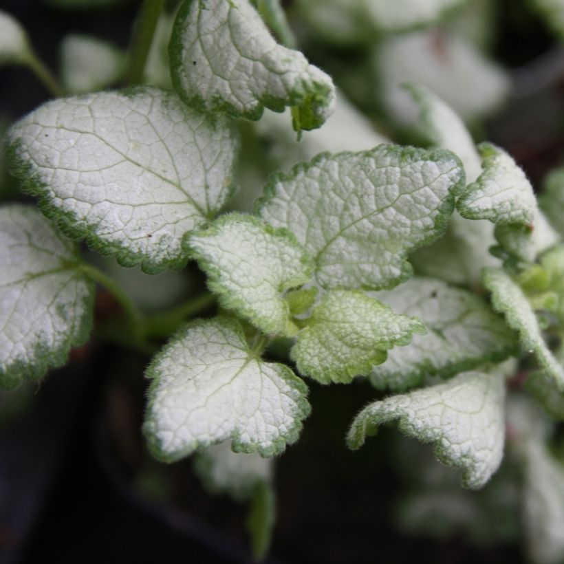 Lamium maculatum Red Nancy - Gefleckte Taubnessel (Laub)