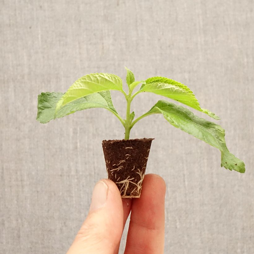 Exemplar von Lantana camara Bloomify White Mini-Plug Ø 3/4 cm wie im Frühjahr geliefert