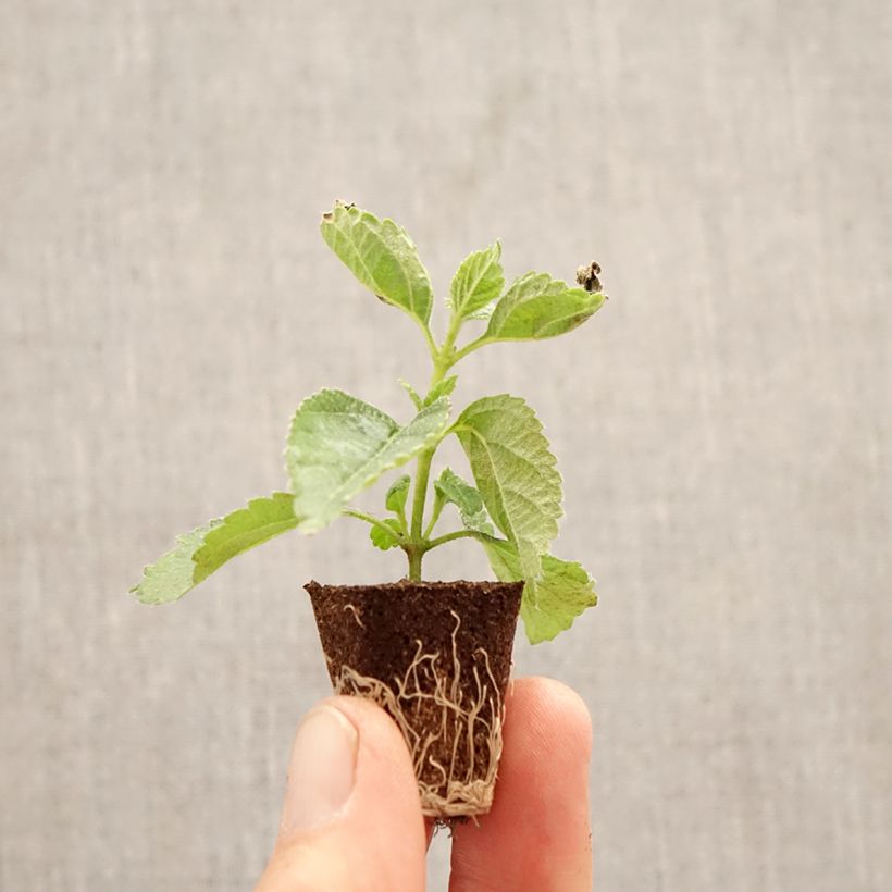 Exemplar von Lantana camara Shamrock Red - Wandelröschen Mini-Plug Ø 3/4 cm wie im Frühjahr geliefert