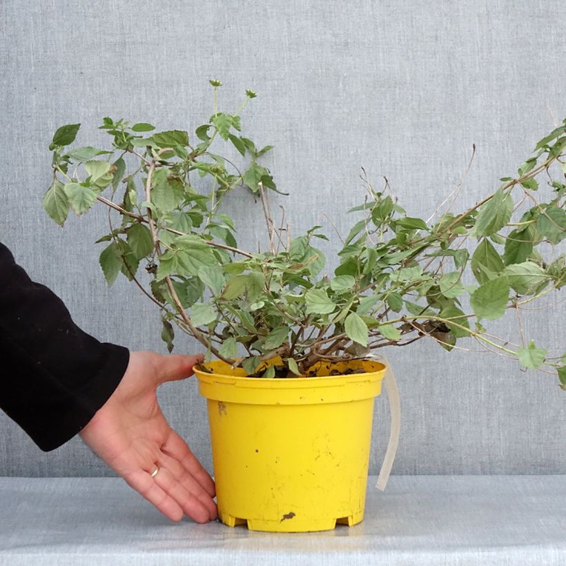 Exemplar von Lantana camara Chapel Hill Yellow - Wandelröschen Topf mit 2L/3L wie im Winter geliefert