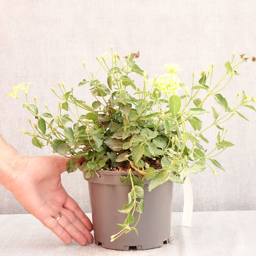 Exemplar von Lantana camara Chapel Sunny Side Up - Wandelröschen Topf mit 2L/3L wie im Sommer geliefert