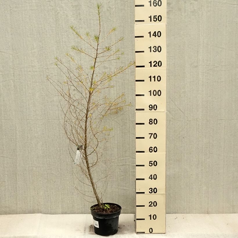 Exemplar von Larix decidua - Europäische Lärche Topf mit 4L/5L wie im Herbst geliefert