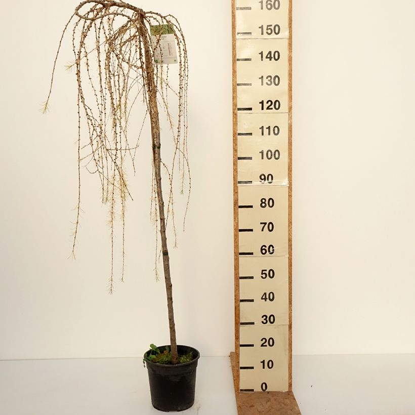 Exemplar von Larix decidua Puli - Europäische Lärche Topf mit 4L/5L, Stamm wie im Herbst geliefert