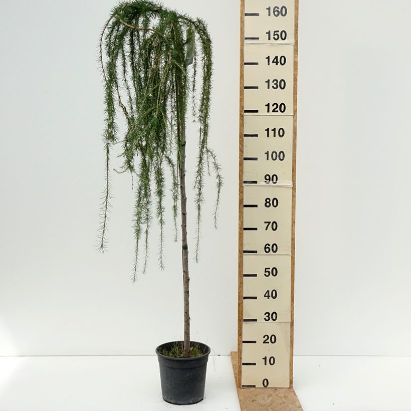 Exemplar von Larix decidua Puli - Europäische Lärche Topf mit 4L/5L wie im Sommer geliefert