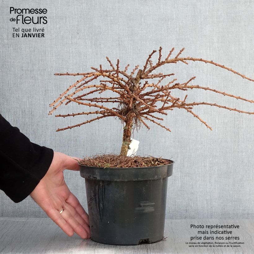 Exemplar von Larix kaempferi Blue Dwarf - Japanische Lärche Topf mit 2L/3L wie im Winter geliefert