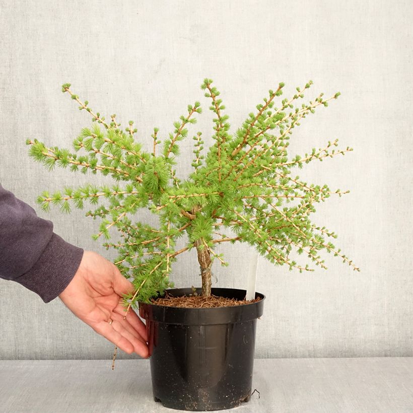 Exemplar von Larix laricina Arethusa Bog - Amerikanische Lärche Topf mit 2L/3L wie im Frühjahr geliefert