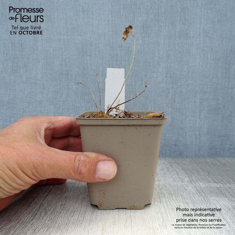 Exemplar von Laserpitium siler - Berg-Laserkraut Kleine Töpfe von 8/9 cm wie im Herbst geliefert