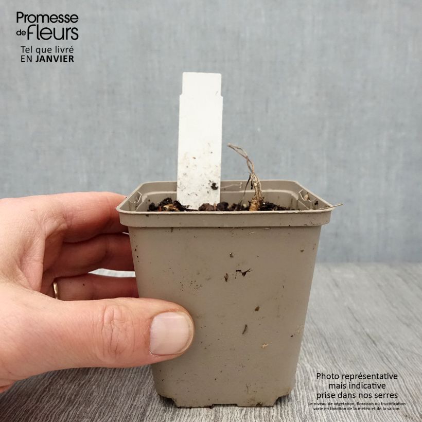 Exemplar von Laserpitium siler - Berg-Laserkraut Kleine Töpfe von 8/9 cm wie im Winter geliefert