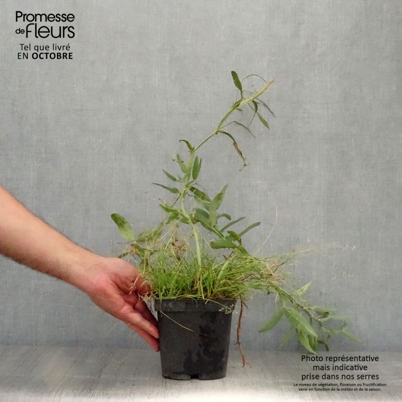 Exemplar von Breitblättrige Platterbse Pink Pearl - Lathyrus latifolius Topf mit 2L/3L wie im Herbst geliefert