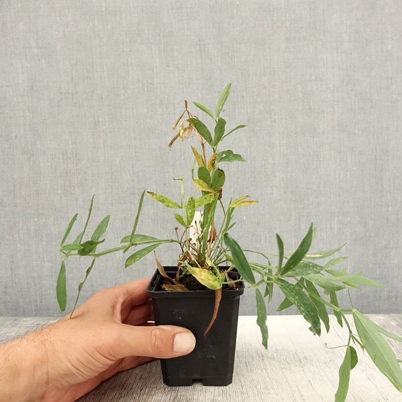 Exemplar von Breitblättrige Platterbse Red Pearl - Lathyrus latifolius Kleine Töpfe von 8/9 cm wie im Herbst geliefert