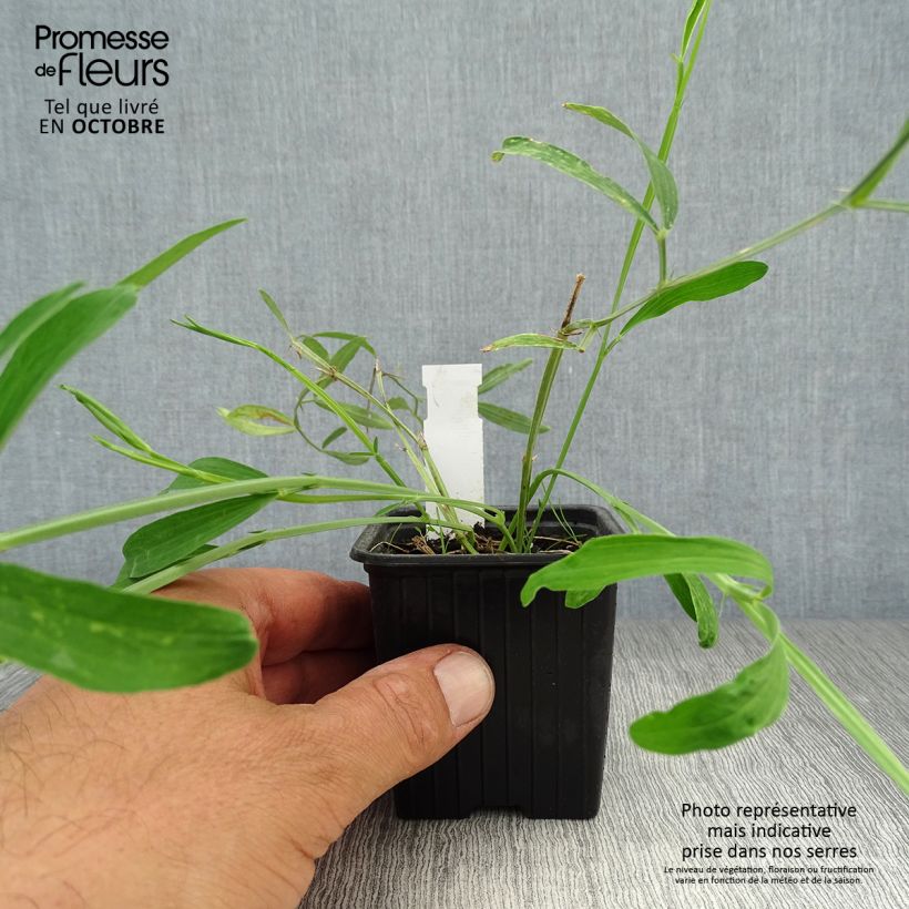 Exemplar von Breitblättrige Platterbse White Pearl - Lathyrus latifolius Kleine Töpfe von 8/9 cm wie im Herbst geliefert