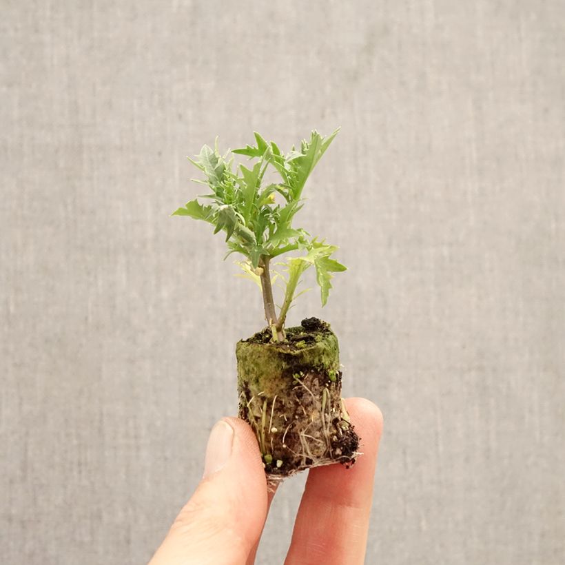 Exemplar von Isotoma axillaris Fizz'n'Pop Glowing Purple - Schein-Lobelie Mini-Plug Ø 3/4 cm wie im Frühjahr geliefert