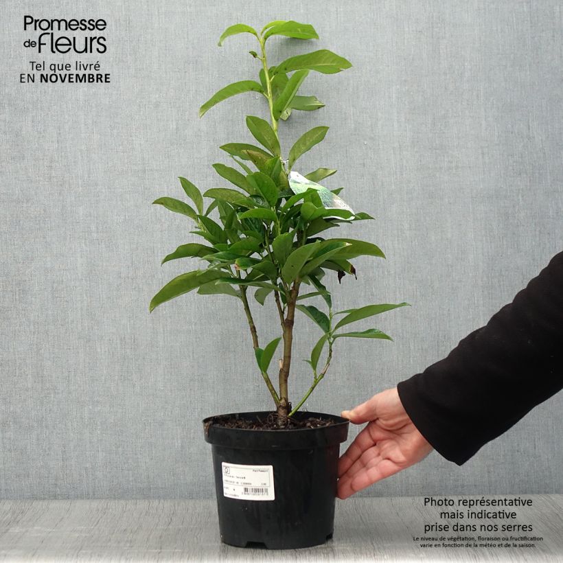 Exemplar von Kirschlorbeer Genolia - Prunus laurocerasus Topf mit 3L/4L wie im Herbst geliefert