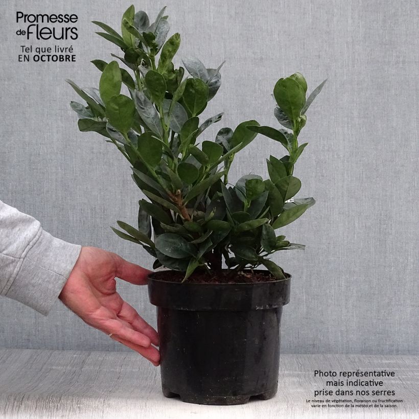 Exemplar von Kirschlorbeer Miniredia - Prunus laurocerasus Topf mit 2L/3L wie im Herbst geliefert