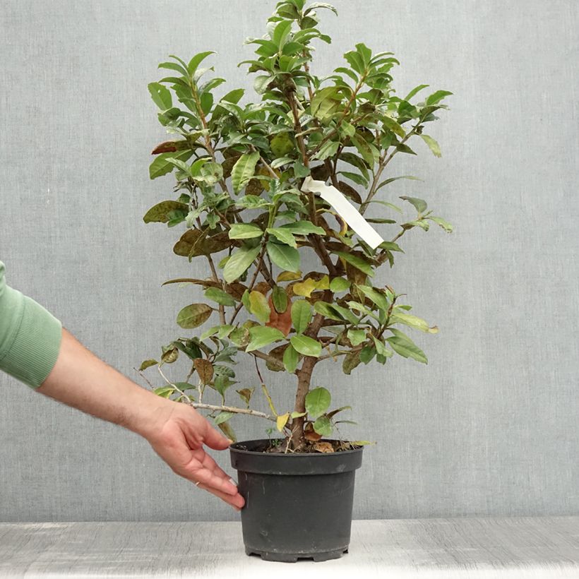 Exemplar von Kirschlorbeer Ani - Prunus laurocerasus Topf mit 3L/4L wie im Sommer geliefert