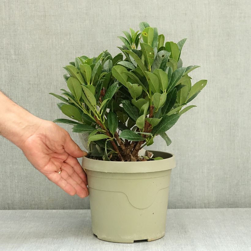 Exemplar von Kirschlorbeer Bonaparte - Prunus laurocerasus Topf mit 3L/4L wie im Sommer geliefert