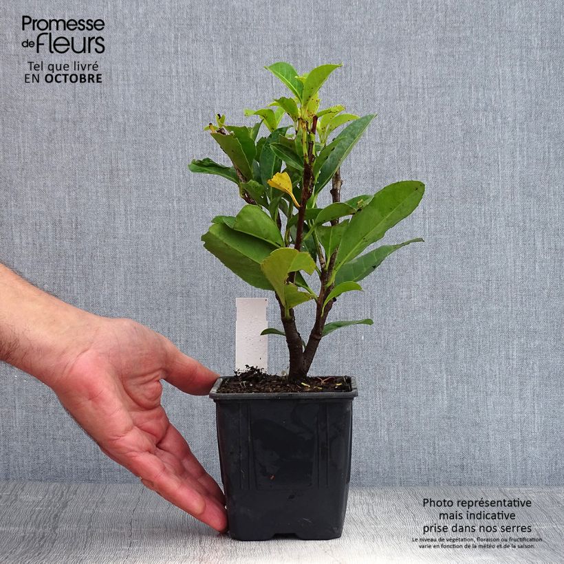 Exemplar von Kirschlorbeer Caucasica - Prunus laurocerasus Kleine Töpfe von 8/9 cm wie im Herbst geliefert