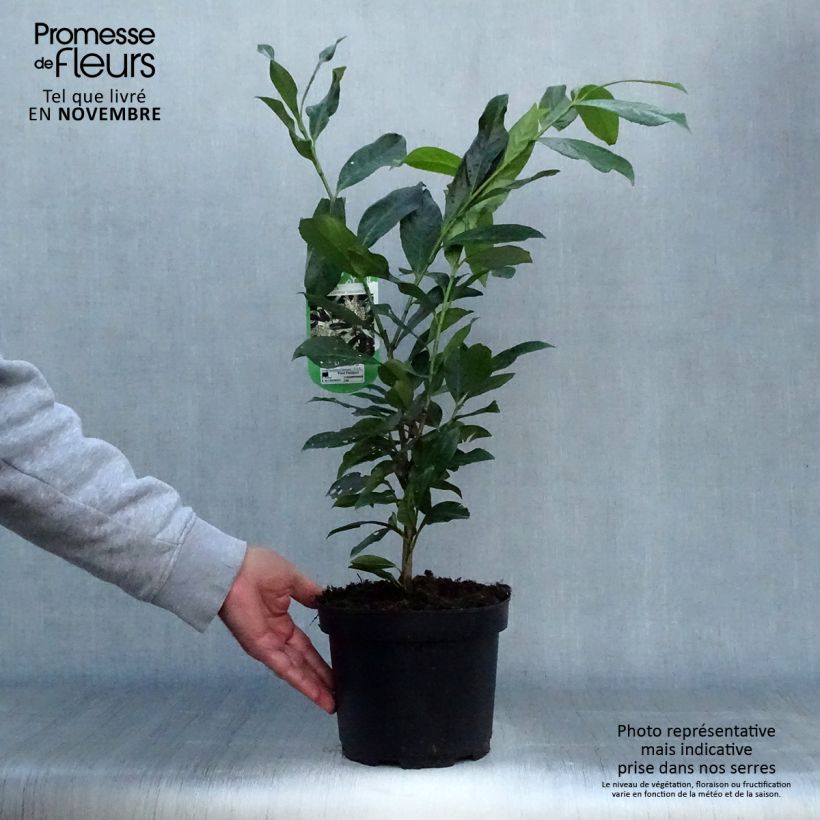 Exemplar von Kirschlorbeer Caucasica - Prunus laurocerasus Topf mit 3L/4L wie im Herbst geliefert