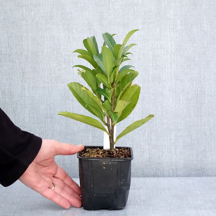 Exemplar von Kirschlorbeer Caucasica - Prunus laurocerasus Kleine Töpfe von 8/9 cm wie im Winter geliefert