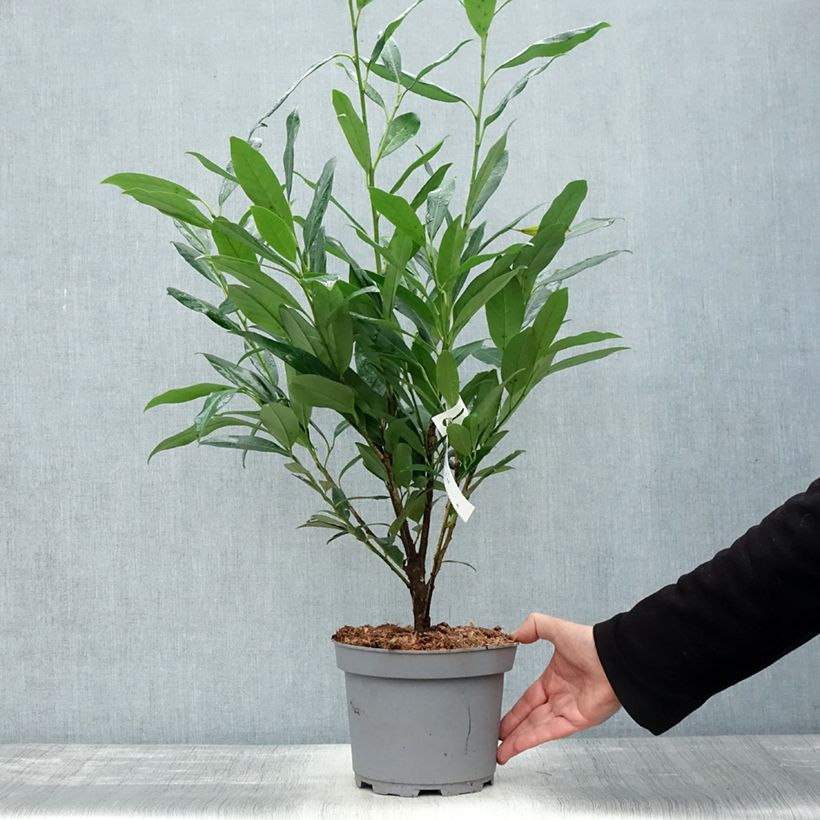 Exemplar von Kirschlorbeer Elly - Prunus laurocerasus Topf mit 3L/4L wie im Herbst geliefert