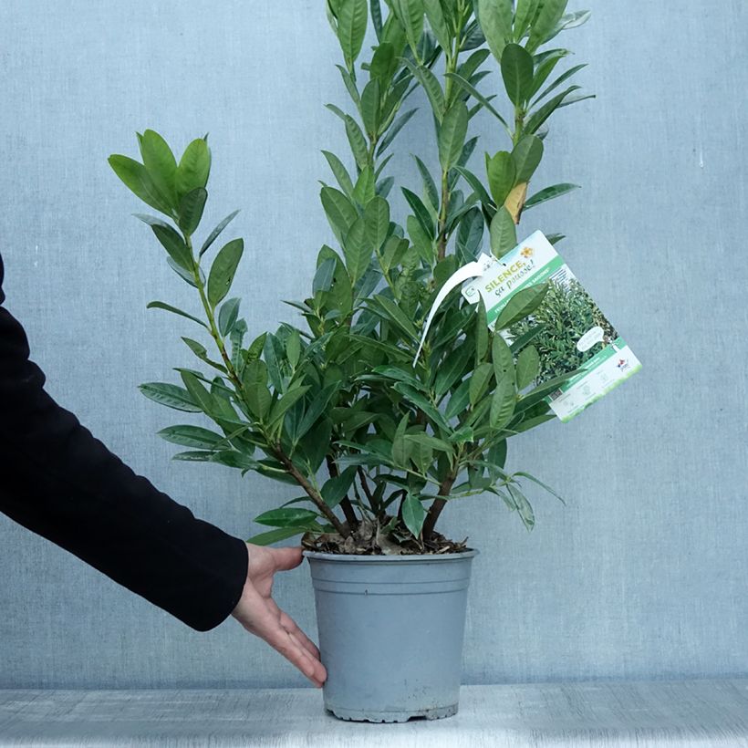 Exemplar von Kirschlorbeer Greentorch - Prunus laurocerasus Topf mit 3L/4L wie im Herbst geliefert