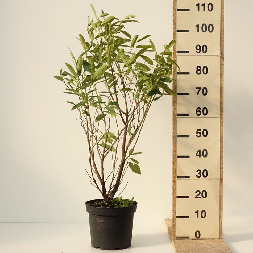 Exemplar von Kirschlorbeer Herbergii - Prunus laurocerasus Topf mit 7,5L/10L wie im Winter geliefert