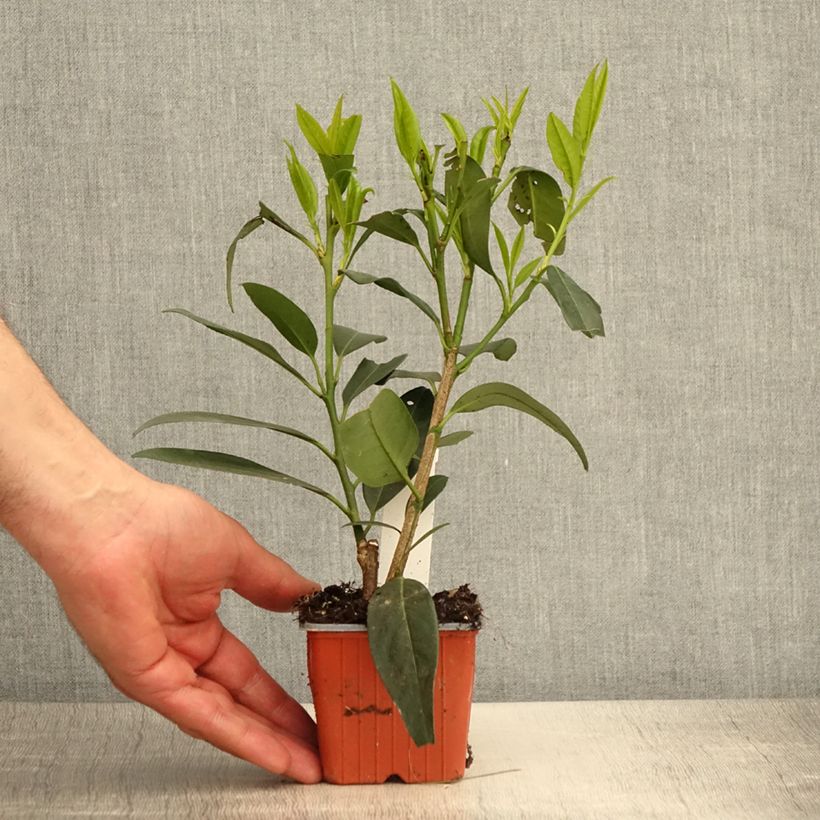 Exemplar von Kirschlorbeer Herbergii - Prunus laurocerasus Kleine Töpfe von 8/9 cm wie im Frühjahr geliefert
