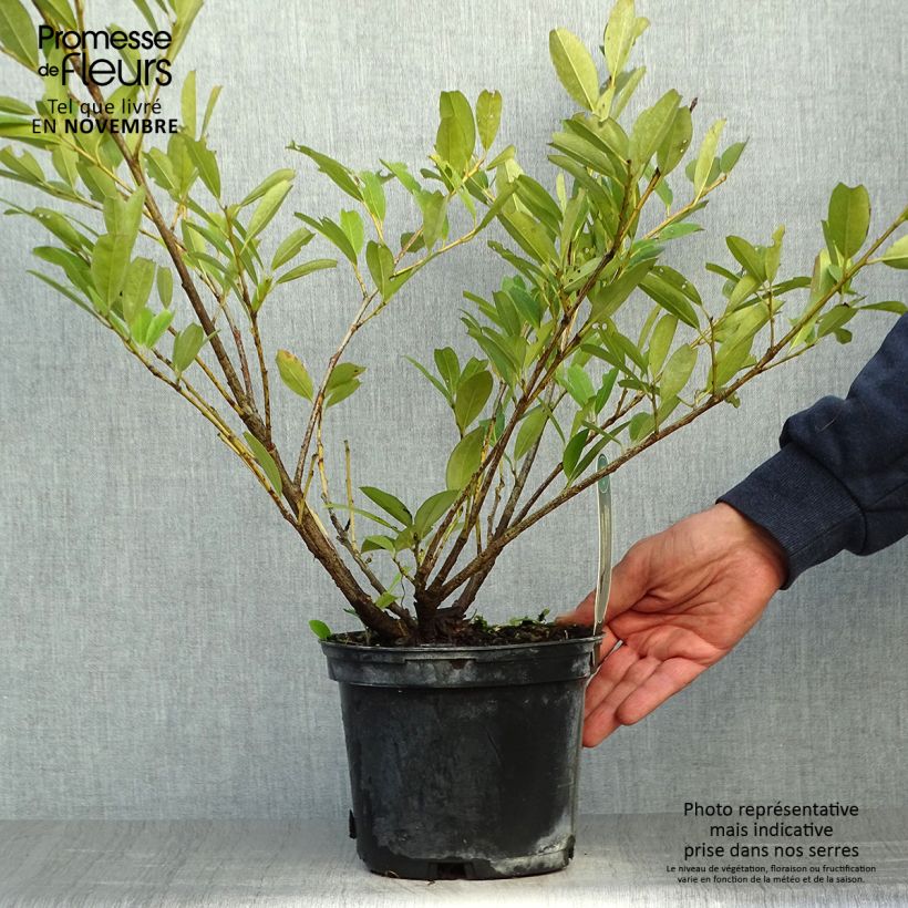 Exemplar von Kirschlorbeer Mano - Prunus laurocerasus Topf mit 2L/3L wie im Herbst geliefert