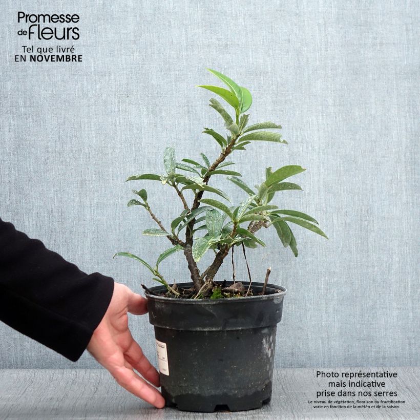 Exemplar von Kirschlorbeer Mount Vernon - Prunus laurocerasus Topf mit 2L/3L wie im Herbst geliefert
