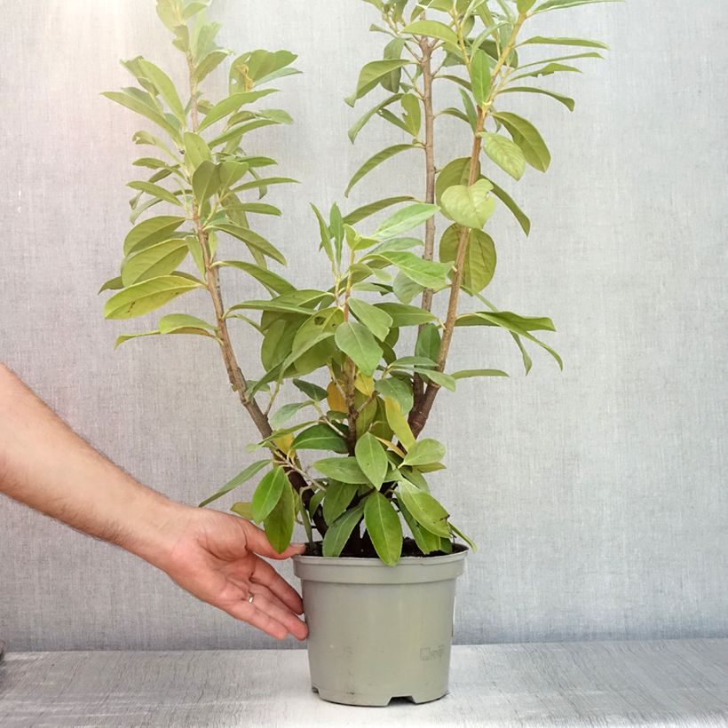 Exemplar von Kirschlorbeer Novita - Prunus laurocerasus Topf mit 2L/3L wie im Sommer geliefert