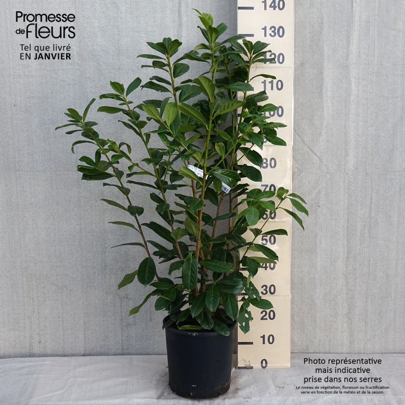 Exemplar von Kirschlorbeer Novita - Prunus laurocerasus Topf mit 7,5L/10L wie im Winter geliefert