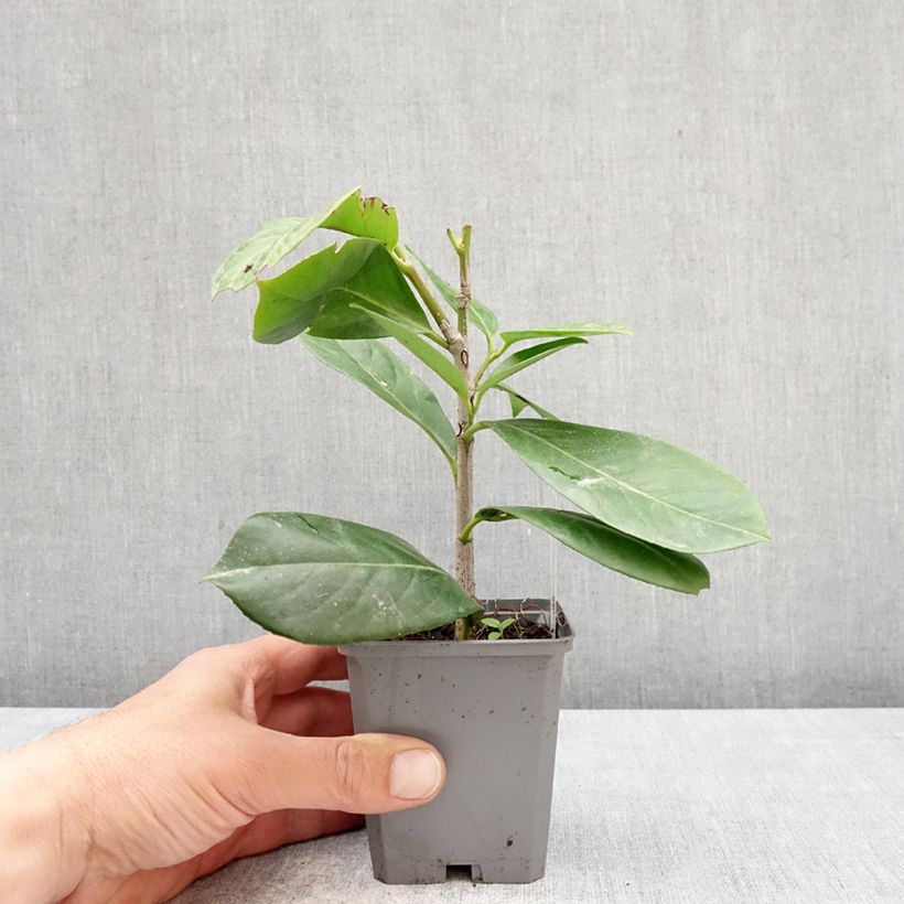 Exemplar von Kirschlorbeer Novita - Prunus laurocerasus Kleine Töpfe von 8/9 cm wie im Frühjahr geliefert