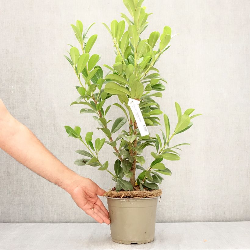 Exemplar von Kirschlorbeer Obelisk - Prunus laurocerasus Topf mit 2L/3L wie im Sommer geliefert