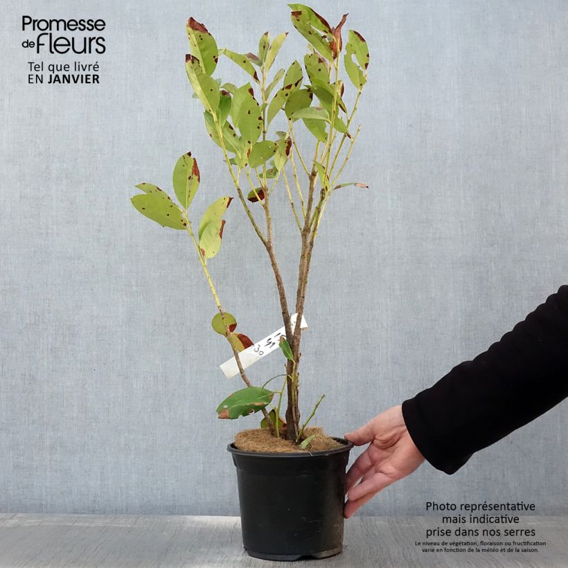 Exemplar von Kirschlorbeer Obelisk - Prunus laurocerasus Topf mit 2L/3L wie im Winter geliefert