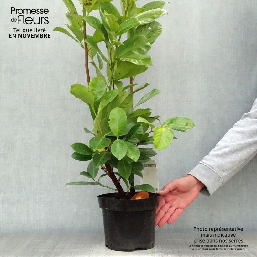 Exemplar von Kirschlorbeer Rotundifolia - Prunus laurocerasus Topf mit 3L/4L wie im Herbst geliefert