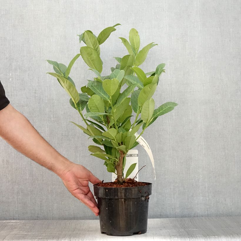 Exemplar von Kirschlorbeer Rotundifolia - Prunus laurocerasus Topf mit 3L/4L wie im Sommer geliefert