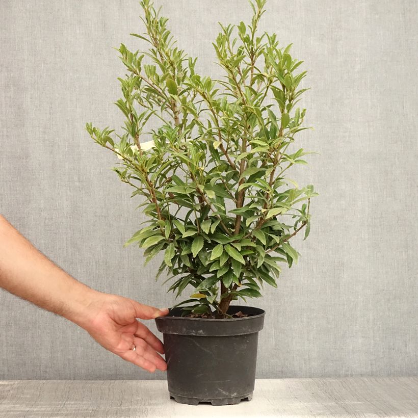 Exemplar von Kirschlorbeer Sofia - Prunus laurocerasus Topf mit 4L/5L wie im Sommer geliefert