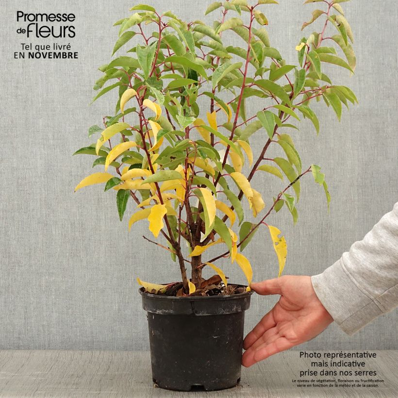 Exemplar von Portugiesische Lorbeerkirsche Variegata - Prunus lusitanica Topf mit 3L/4L wie im Herbst geliefert