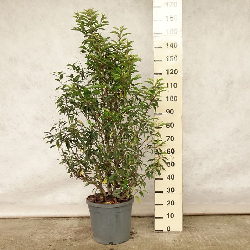 Exemplar von Portugiesische Lorbeerkirsche - Prunus lusitanica Topf mit 7,5L/10L wie im Sommer geliefert