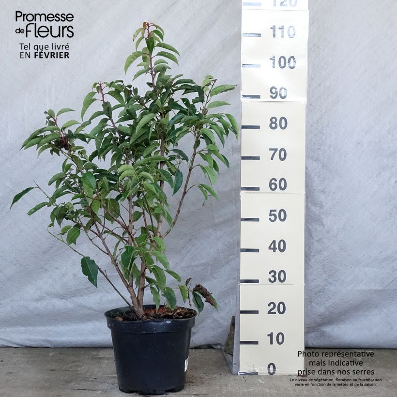 Exemplar von Portugiesische Lorbeerkirsche - Prunus lusitanica Topf mit 7,5L/10L wie im Winter geliefert