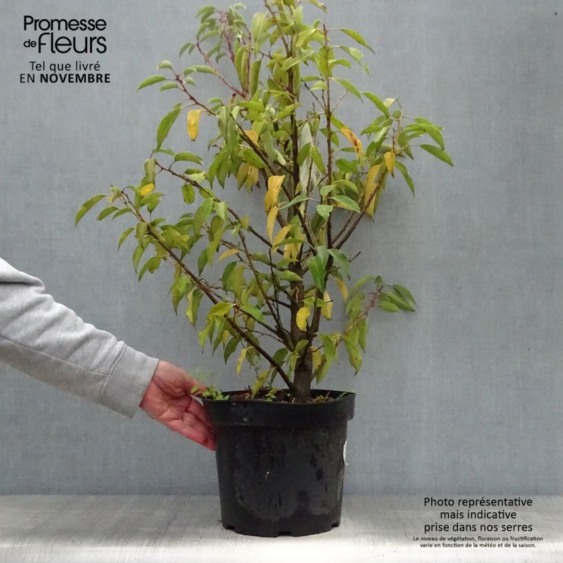 Exemplar von Portugiesische Lorbeerkirsche Angustifolia - Prunus lusitanica Topf mit 7,5L/10L wie im Herbst geliefert
