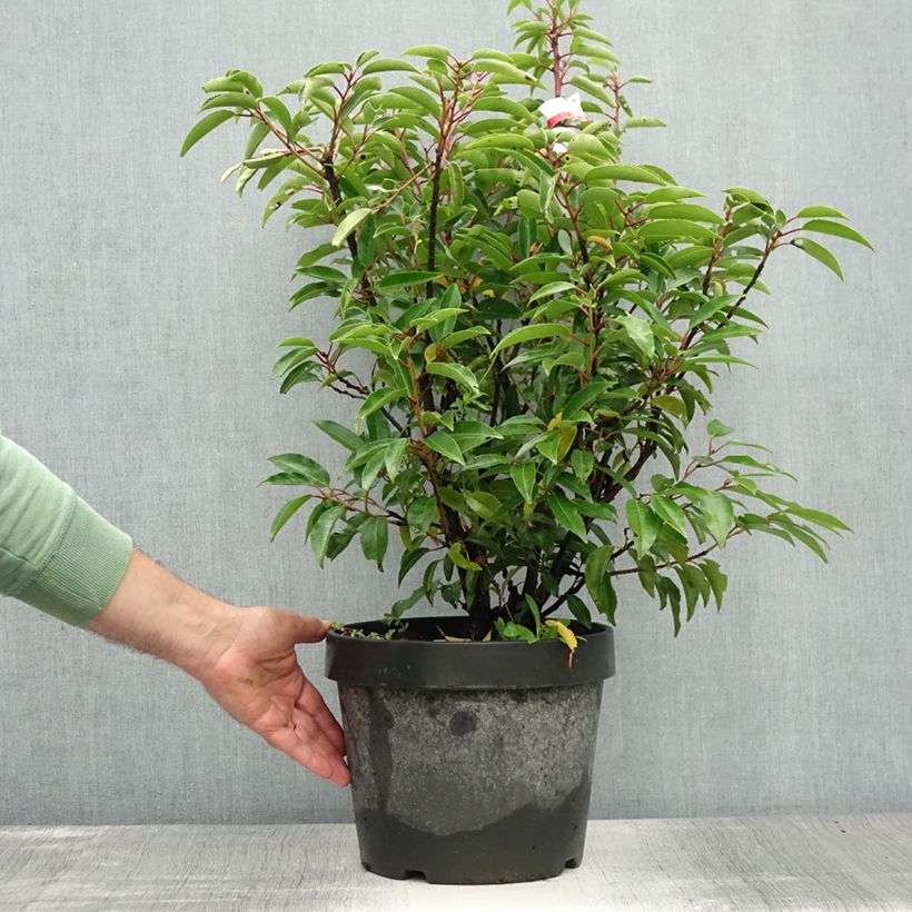 Exemplar von Portugiesische Lorbeerkirsche Angustifolia - Prunus lusitanica Topf mit 7,5L/10L wie im Sommer geliefert