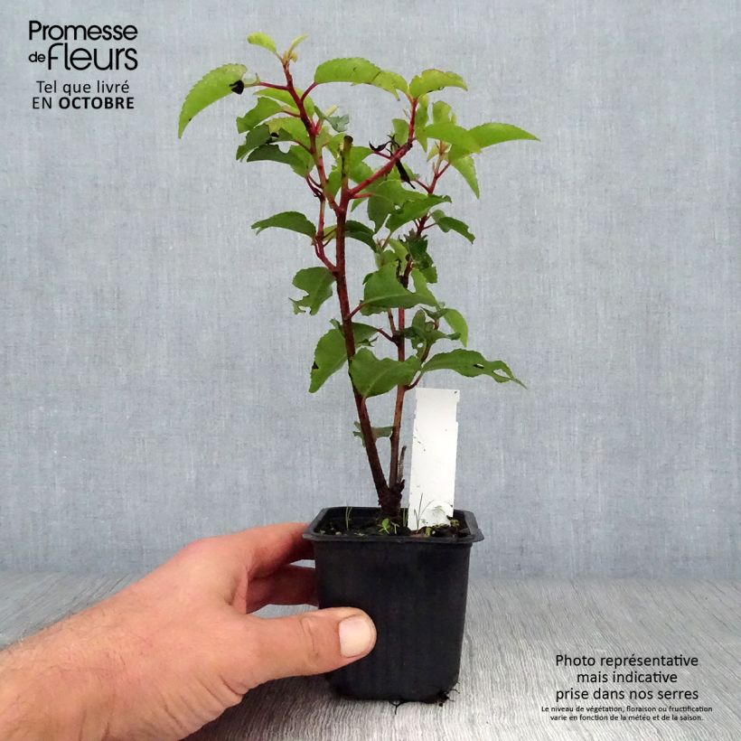 Exemplar von Portugiesische Lorbeerkirsche Angustifolia - Prunus lusitanica Kleine Töpfe von 8/9 cm wie im Herbst geliefert