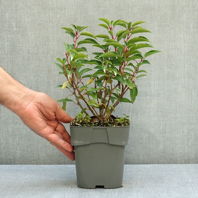 Exemplar von Portugiesische Lorbeerkirsche Angustifolia - Prunus lusitanica Topf mit 2L/3L wie im Herbst geliefert