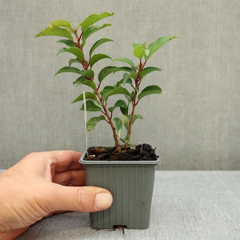 Exemplar von Portugiesische Lorbeerkirsche Brenelia - Prunus lusitanica Kleine Töpfe von 8/9 cm wie im Herbst geliefert