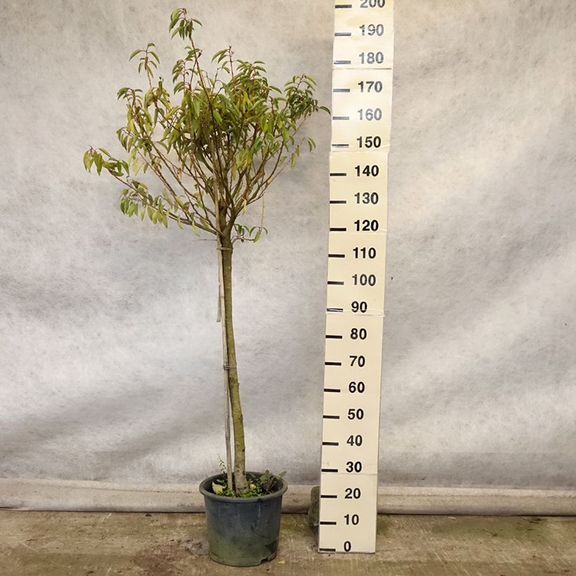Exemplar von Portugiesische Lorbeerkirsche Myrtifolia - Prunus lusitanica Topf mit 12L/15L wie im Herbst geliefert