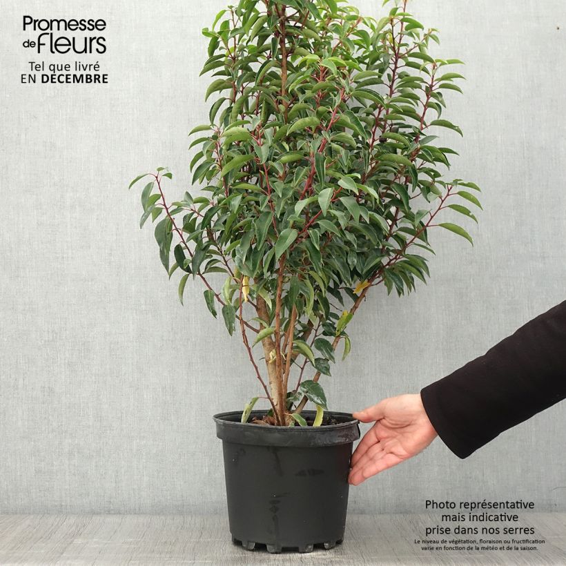 Exemplar von Portugiesische Lorbeerkirsche Myrtifolia - Prunus lusitanica Topf mit 6L/7L wie im Herbst geliefert